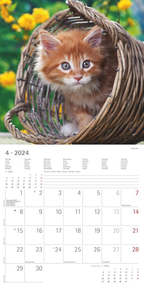Alpha Edition - Calendario 2024 da muro Kittens, 12 mesi, 30x30 cm - 6