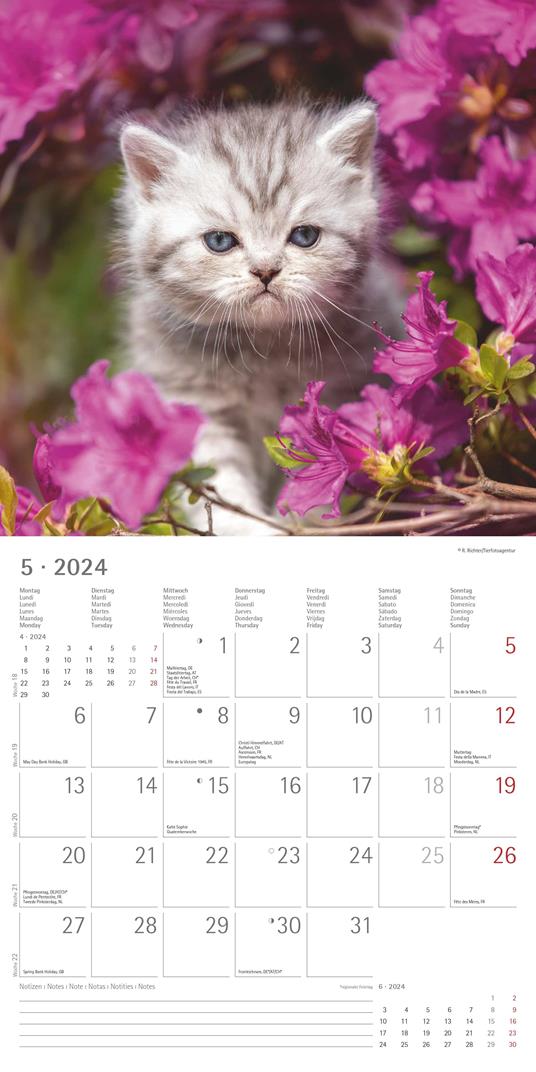 Alpha Edition - Calendario 2024 da muro Kittens, 12 mesi, 30x30 cm - 7