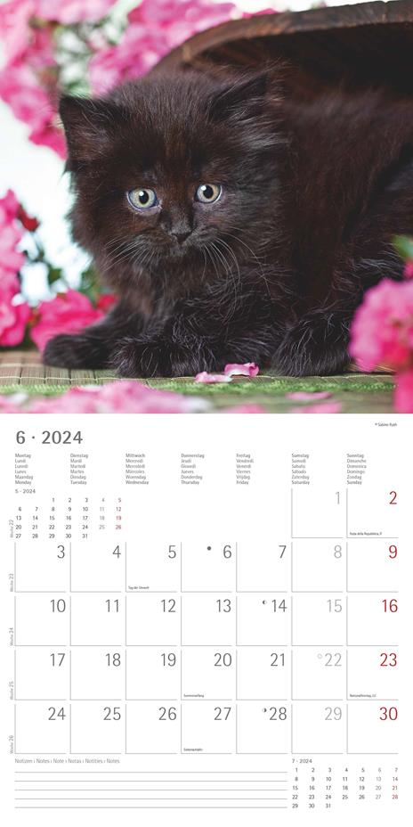 Alpha Edition - Calendario 2024 da muro Kittens, 12 mesi, 30x30 cm - 8