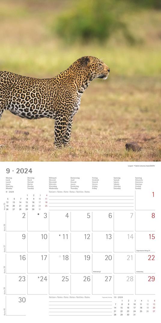 Alpha Edition - Calendario 2024 da muro per la famiglia Kittens