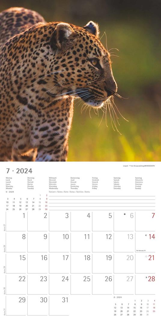 Alpha Edition - Calendario 2024 da muro Big Cats, 12 mesi, 30x30 cm - Alpha  Edition - Cartoleria e scuola