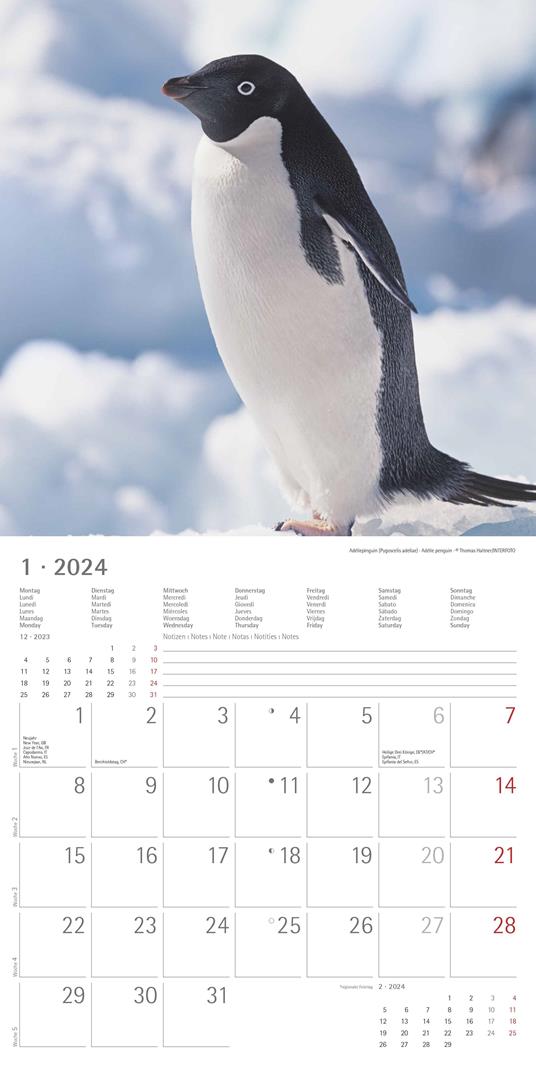 Alpha Edition - Calendario 2024 da muro Penguins, 12 mesi, 30x30 cm - Alpha  Edition - Cartoleria e scuola