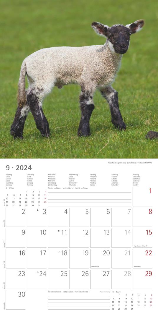 Alpha Edition - Calendario 2024 da muro Baby Animals, 12 mesi, 30x30 cm - 11