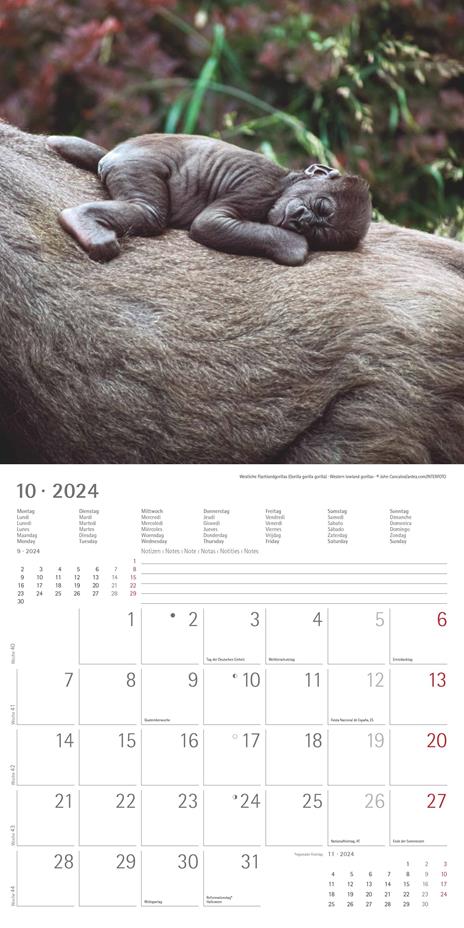 Alpha Edition - Calendario 2024 da muro Baby Animals, 12 mesi, 30x30 cm - 12