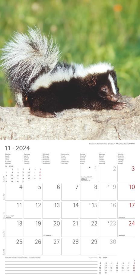 Alpha Edition - Calendario 2024 da muro Baby Animals, 12 mesi, 30x30 cm - 13