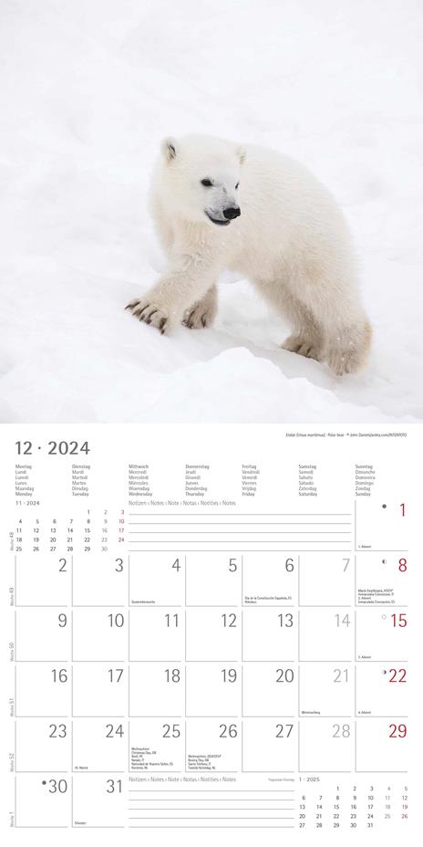 Alpha Edition - Calendario 2024 da muro Baby Animals, 12 mesi, 30x30 cm - 14