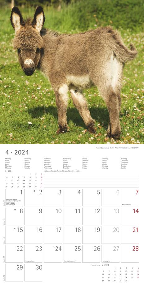 Alpha Edition - Calendario 2024 da muro Baby Animals, 12 mesi, 30x30 cm - 6