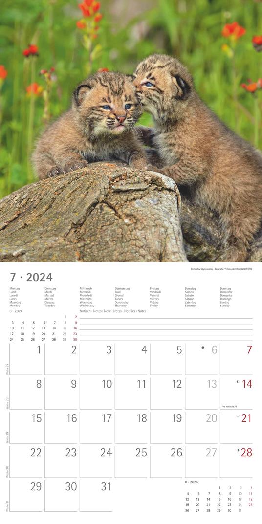Alpha Edition - Calendario 2024 da muro Baby Animals, 12 mesi, 30x30 cm - 9