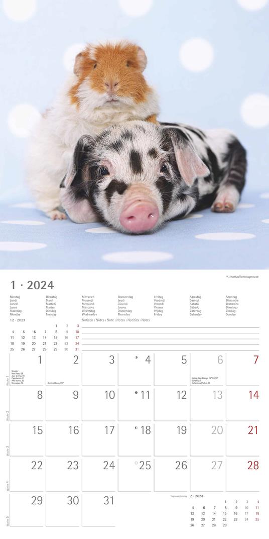 Alpha Edition - Calendario 2024 da muro Animal Frienship, 12 mesi, 30x30 cm  - Alpha Edition - Cartoleria e scuola