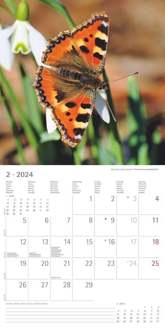 Alpha Edition - Calendario 2024 da muro Forest Animals, 12 mesi, 30x30 cm - Alpha  Edition - Cartoleria e scuola