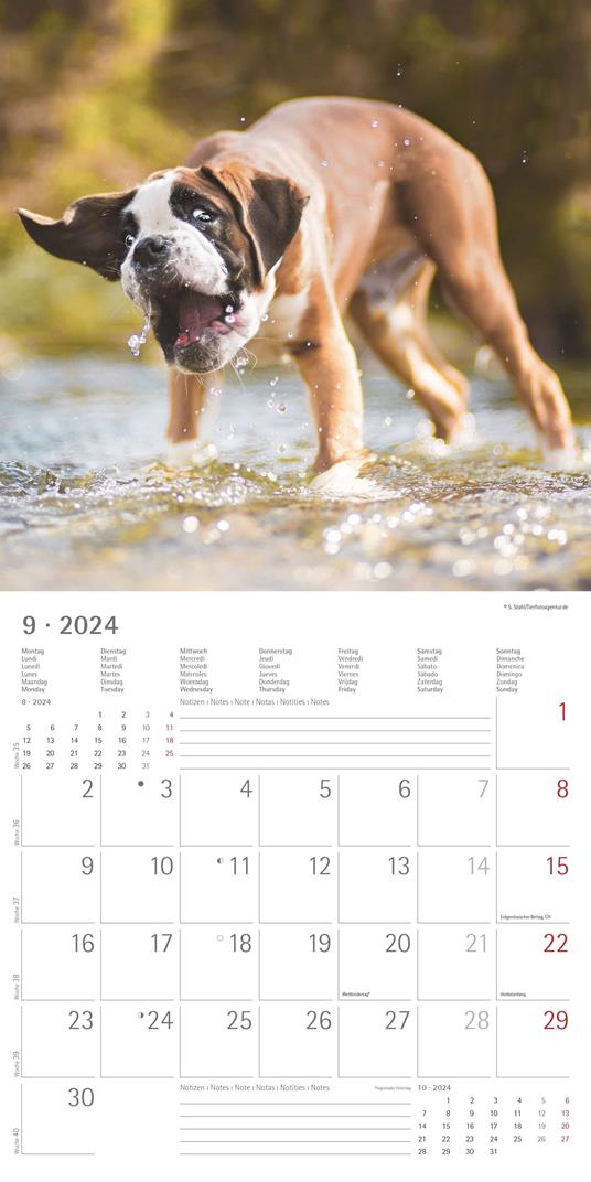 Alpha Edition - Calendario 2024 da muro Funny Dogs, 12 mesi, 30x30 cm - 11