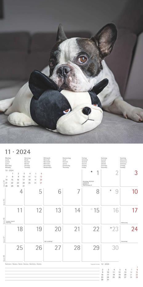 Alpha Edition - Calendario 2024 da muro Funny Dogs, 12 mesi, 30x30 cm - 13