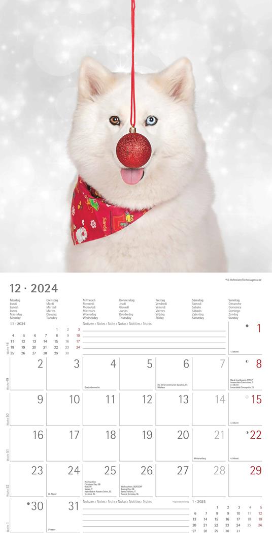 Alpha Edition - Calendario 2024 da muro Funny Dogs, 12 mesi, 30x30 cm - 14