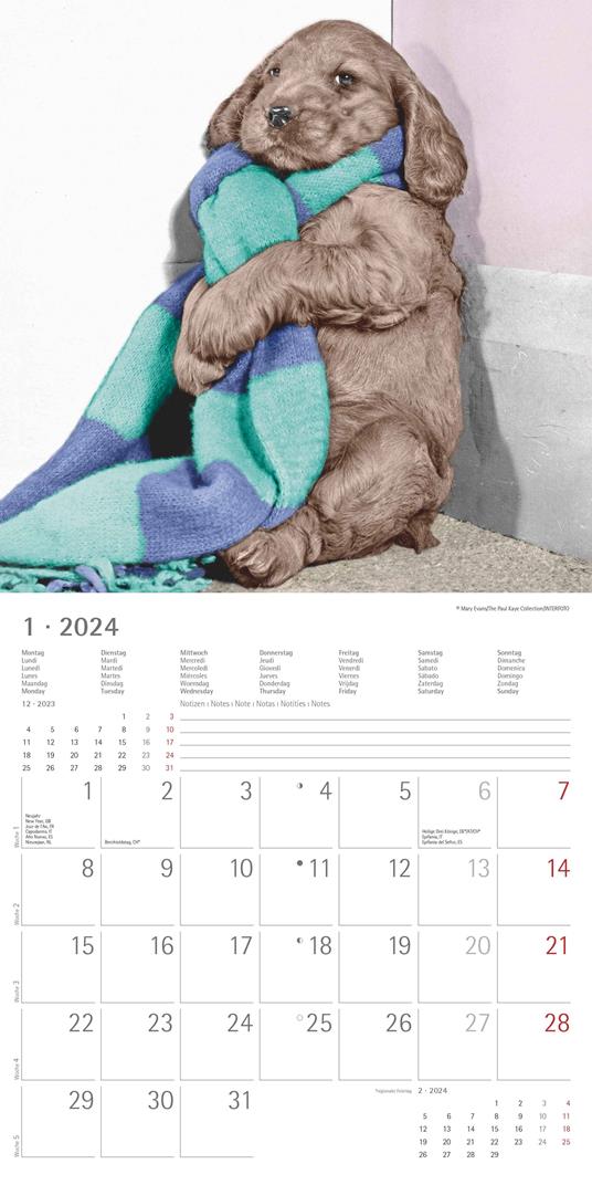 Alpha Edition - Calendario 2024 da muro Funny Dogs, 12 mesi, 30x30 cm - 3