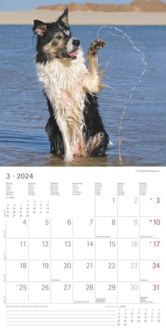 Alpha Edition - Calendario 2024 da muro Funny Dogs, 12 mesi, 30x30 cm - 5