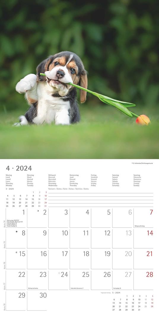 Alpha Edition - Calendario 2024 da muro Funny Dogs, 12 mesi, 30x30 cm - 6