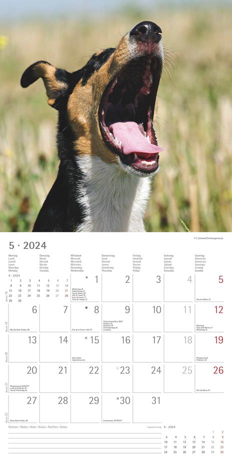 Alpha Edition - Calendario 2024 da muro Funny Dogs, 12 mesi, 30x30 cm - 7