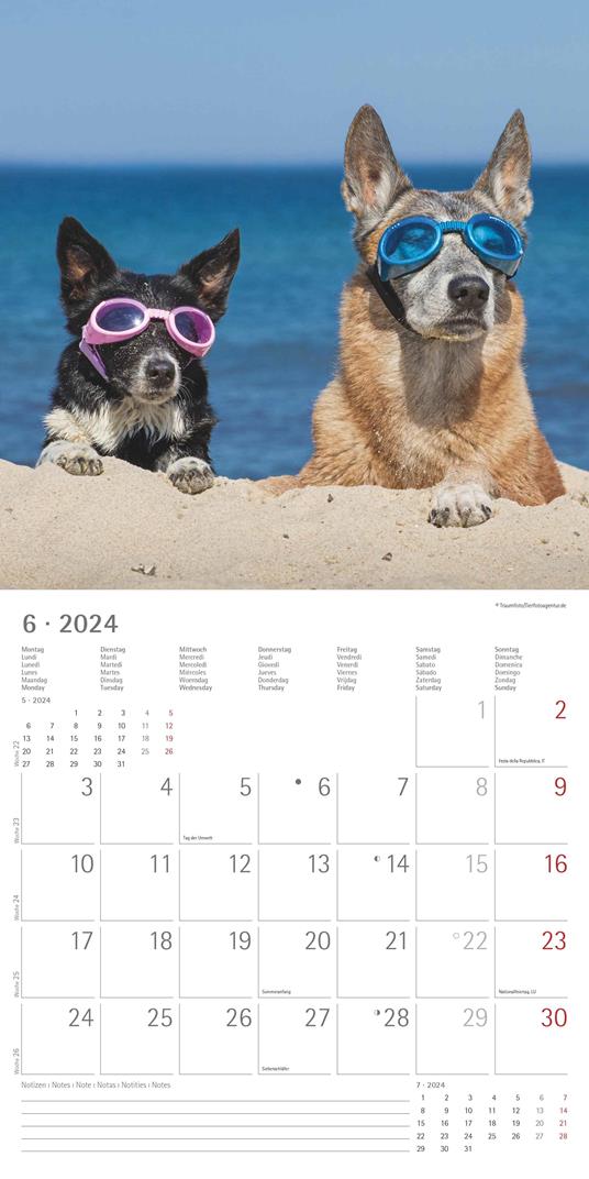 Alpha Edition - Calendario 2024 da muro Funny Dogs, 12 mesi, 30x30 cm - 8