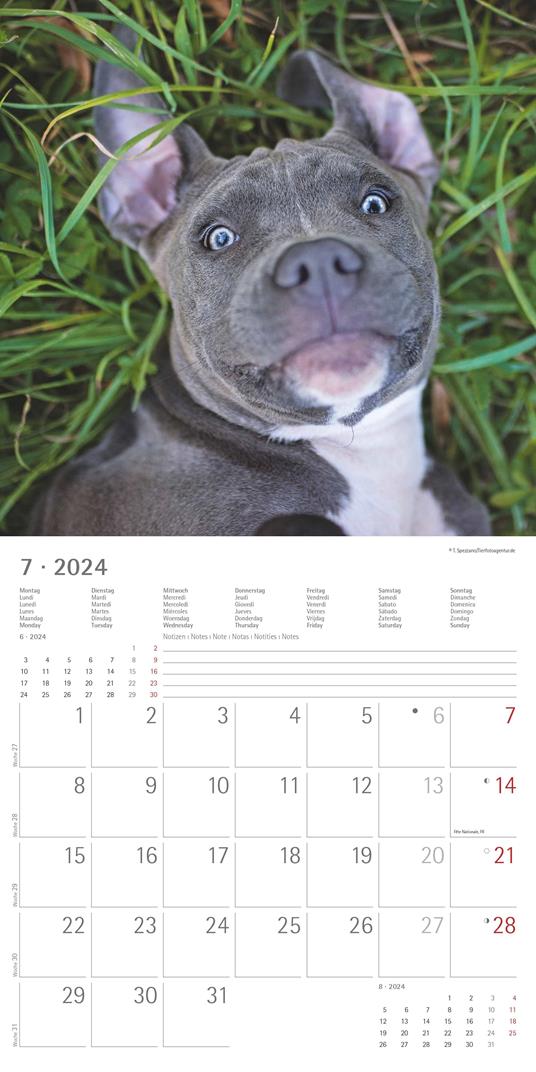 Alpha Edition - Calendario 2024 da muro Funny Dogs, 12 mesi, 30x30 cm - 9