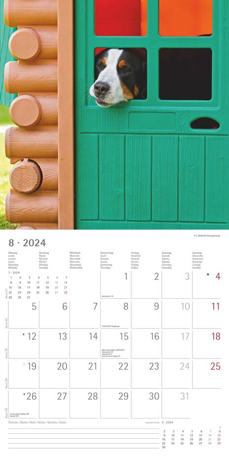 Alpha Edition - Calendario 2024 da muro Funny Dogs, 12 mesi, 30x30 cm - 10