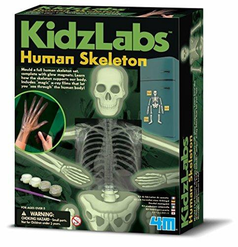 Kidz Labs/Anatomia Umana