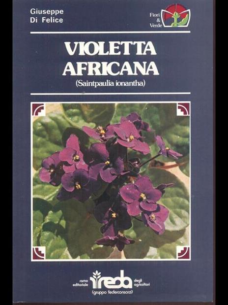 Violetta Africana (Saintpaulia ionantha) - Giuseppe Di Felice - 3