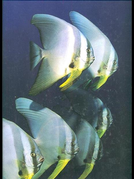 Maldive - Kurt Amsler - copertina