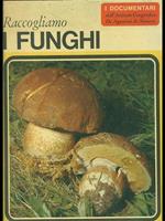 Raccogliamo i funghi