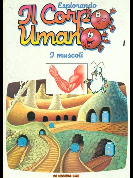 I muscoli - 4