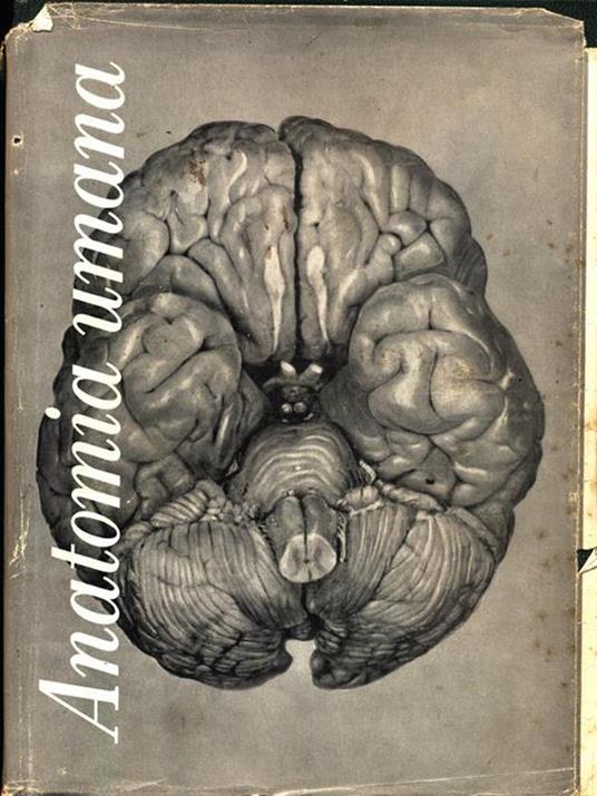 Trattato di anatomia umana II - Angelo Bairati - copertina