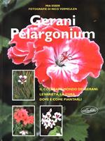 Gerani Pelargonium