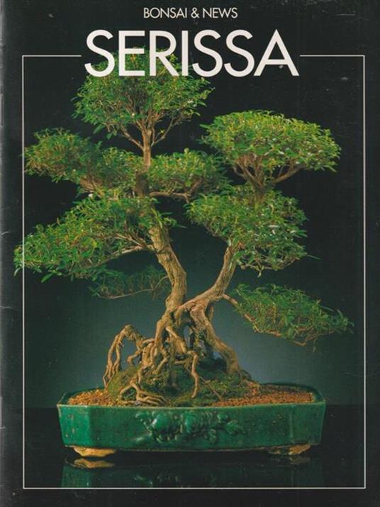   Serissa - Maurizio Rolfi - copertina