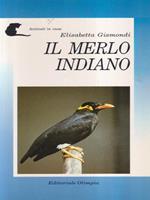 Il merlo indiano