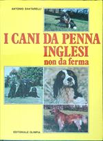 I cani da penna inglesi non da ferma