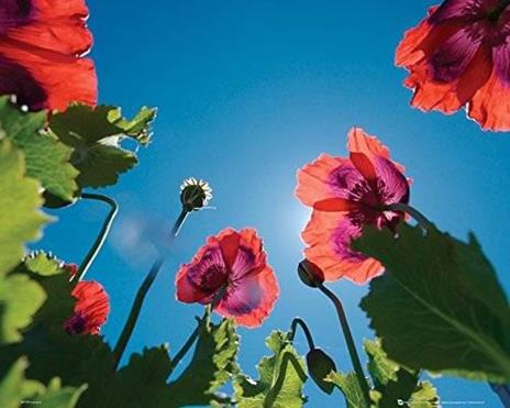 Poster Poppies. Sky 40x50 cm. - 2