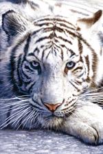 Poster White Tiger