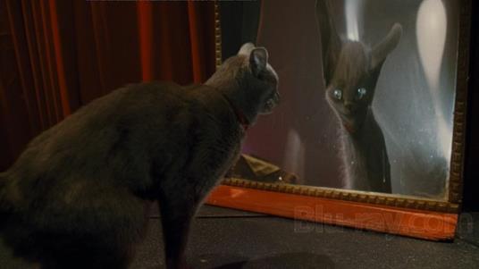 Cani & gatti. La vendetta di Kitty - Blu-ray - Film di Brad Peyton Commedia  | IBS