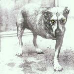 Alice in Chains - CD Audio di Alice in Chains