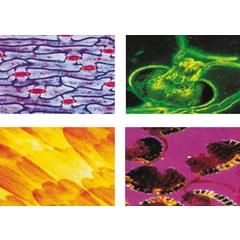 Konus Vetrini Preparati: Tessuti Umani 2 - Konus - Scientifici - Giocattoli