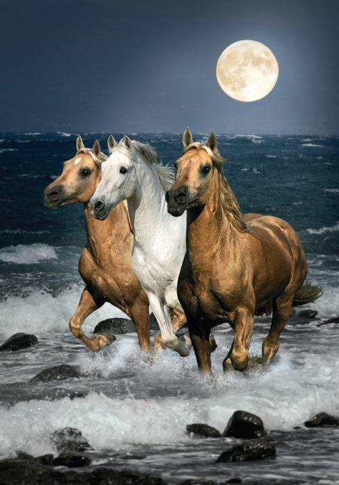 Cavalli sulla spuma del mare, Howard Robinson - Clementoni 39222 (Magic  Puzzle 3D)