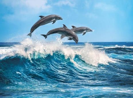 Dolphins 500 pezzi High Quality Collection - 3