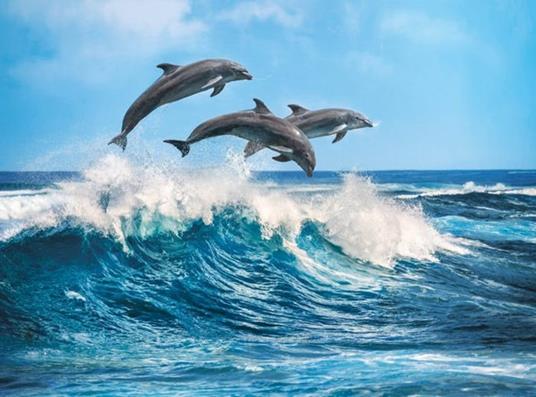 Dolphins 500 pezzi High Quality Collection - 3