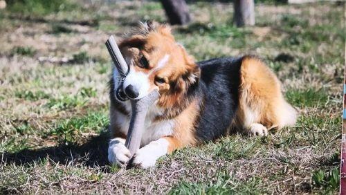 Finto bastone gioco per cani - TUTTOMIO - 2