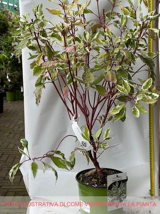 1 PIANTA DI CORNUS ALBA ELEGANTISSIMA IN VASO 18CM caducifoglia -  Peragashop - Idee regalo | IBS