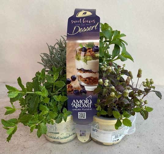 Mix 4 Piante Aromatiche Aromi E Dessert Vaso 9Cm Menta Lavanda Stevia  Lippia Dulcis - Peragashop - Idee regalo | IBS