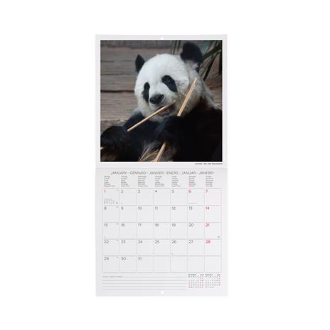 Calendario 2024, da parete, 18 x 18 cm LIFE IS PANDASTIC - 2