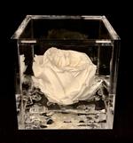 Flowercube Rosa Stabilizzata Profumata English 8x8cm Colore Bianco Idea Regalo