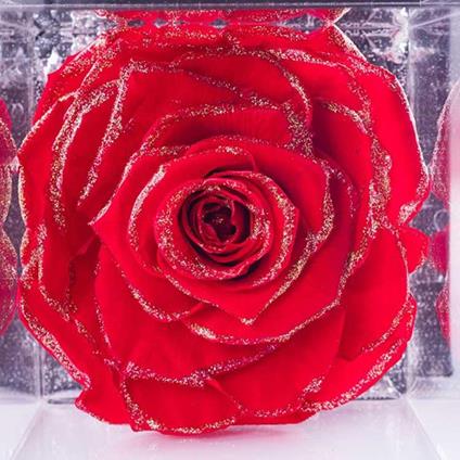 FLOWERCUBE® ROSSO + LAMPADA: SET SAN VALENTINO – Red FLOWER