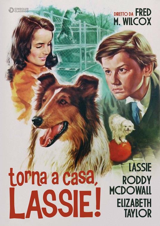 Torna a casa, Lassie! (DVD) - DVD - Film di Fred McLeod Wilcox Avventura |  IBS