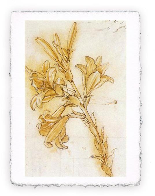 Stampa d''arte di Leonardo da Vinci - Lilium, Folio - cm 20x30